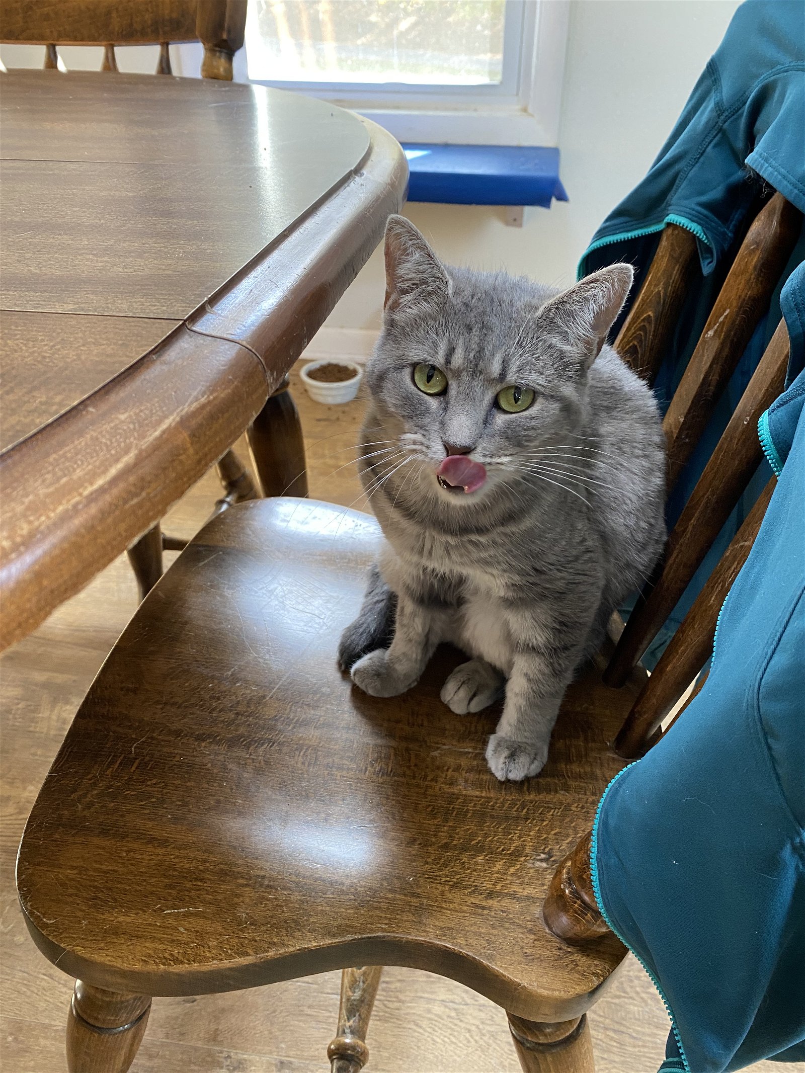 adoptable Cat in Bluefield, WV named Penelope