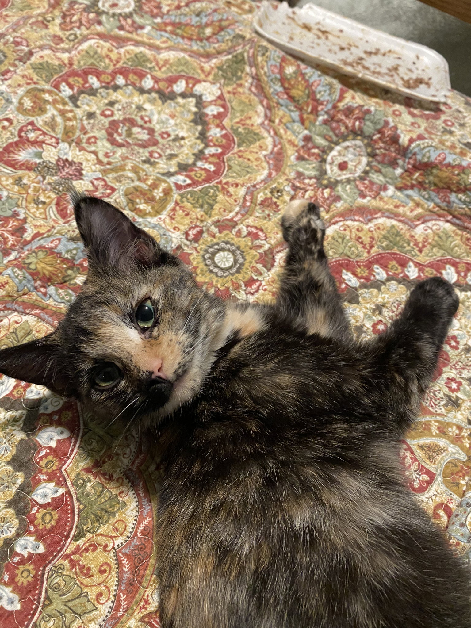 Cat adoption in Bluefield, WV 24701 Tortoiseshell (medium coat) Cat