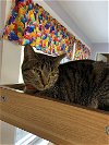 adoptable Cat in bluefield, wv, WV named Mollie