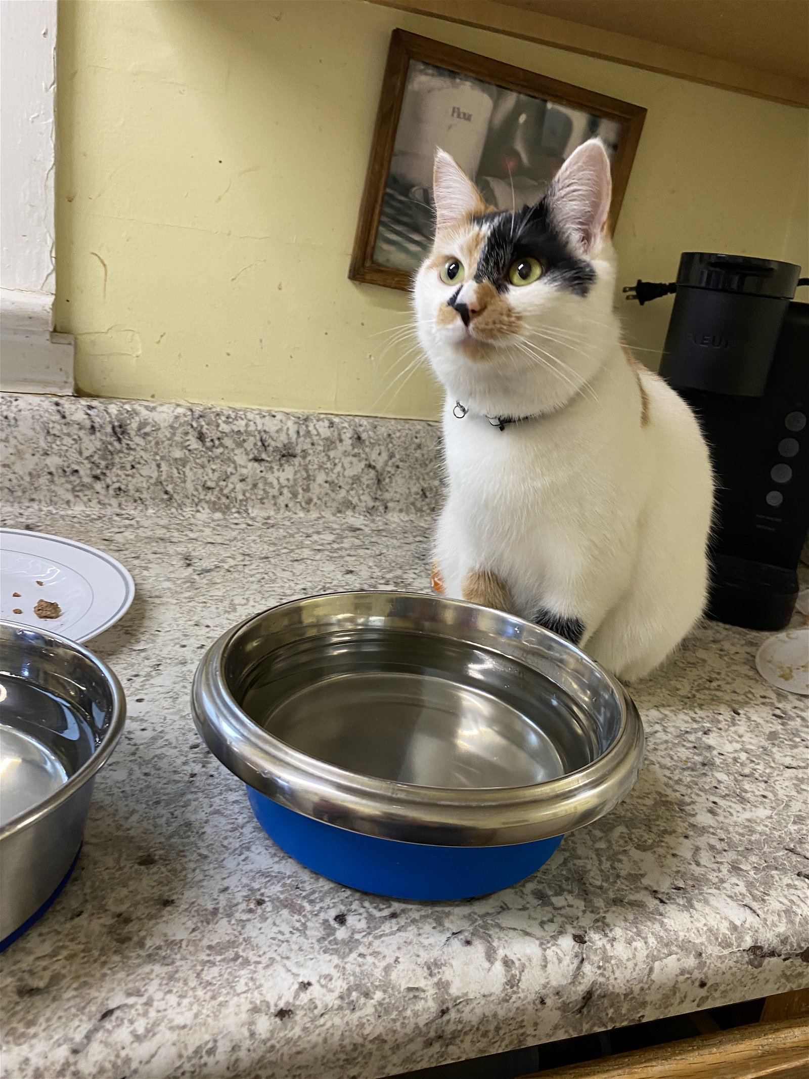 adoptable Cat in Bluefield, WV named Mary Ann