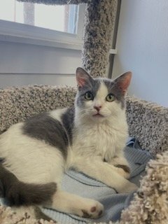 adoptable Cat in Bluefield, WV named Smokey