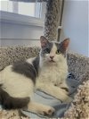 adoptable Cat in bluefield, wv, WV named Smokey