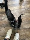 adoptable Cat in bluefield, WV named Mavis