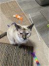 adoptable Cat in  named Sylvie