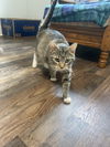 adoptable Cat in , WV named Bootsie