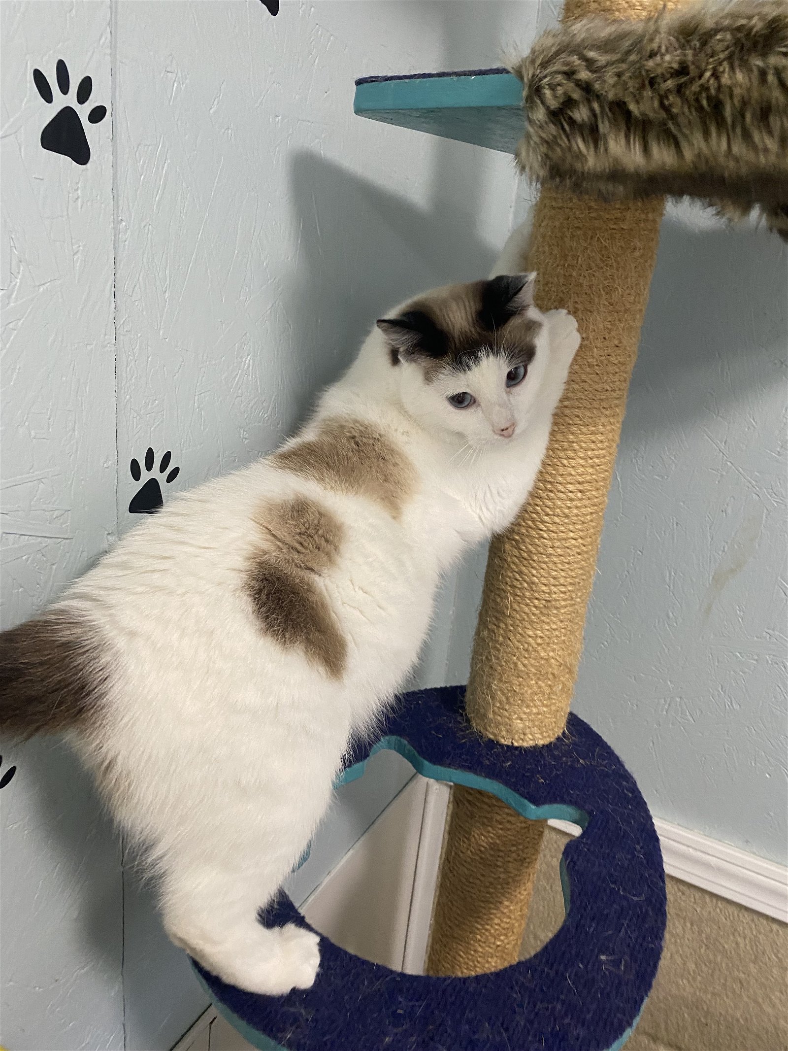 adoptable Cat in Bluefield, WV named Clara