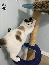 adoptable Cat in , WV named Clara
