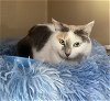 adoptable Cat in bluefield, WV named Luna