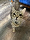 adoptable Cat in , WV named Goldierocks