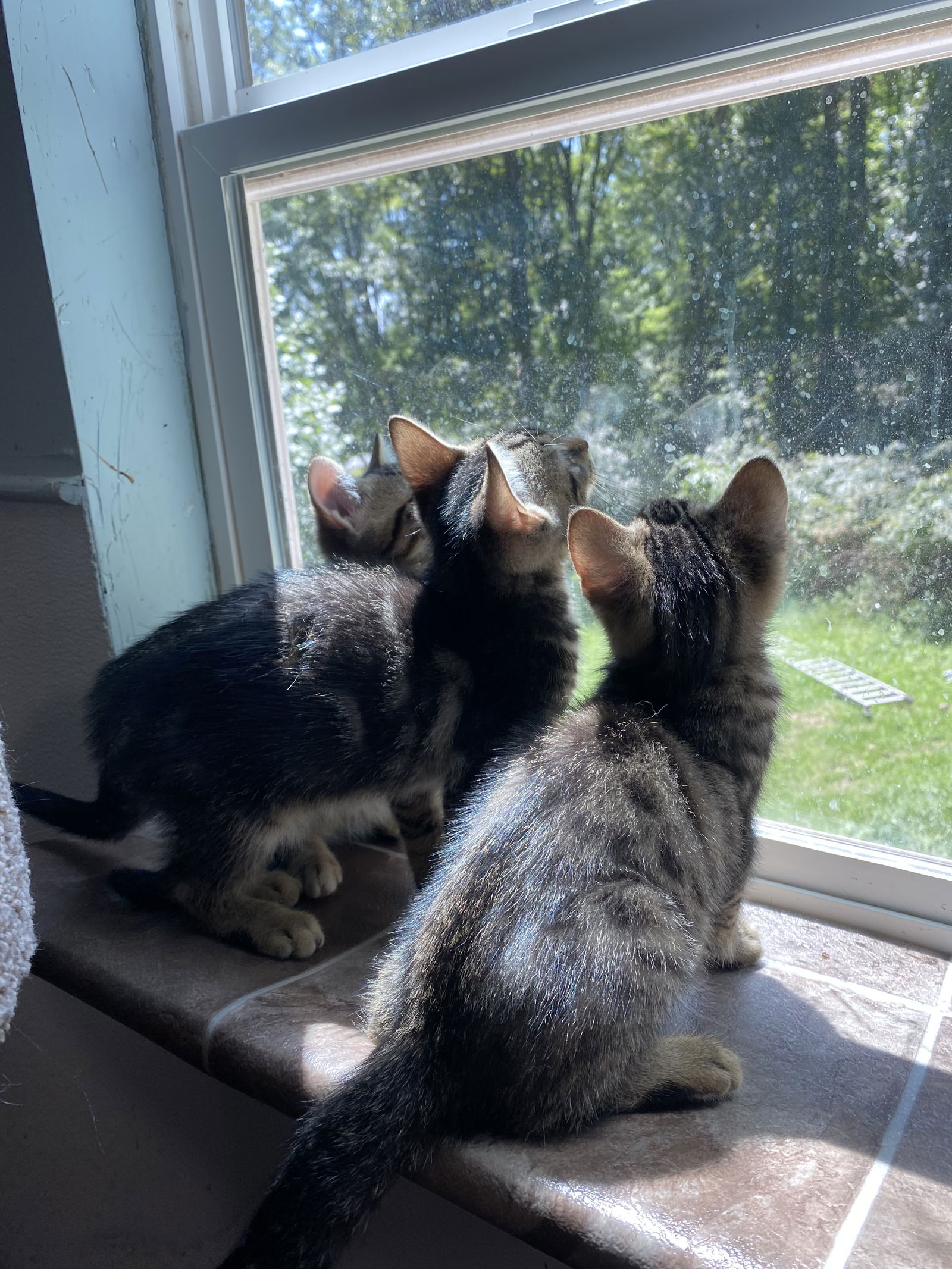 adoptable Cat in Bluefield, WV named Granite