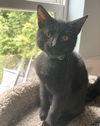 adoptable Cat in , WV named Velvet