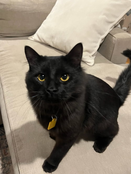 MIDNIGHT - American Shorthair / Tabby available for adoption