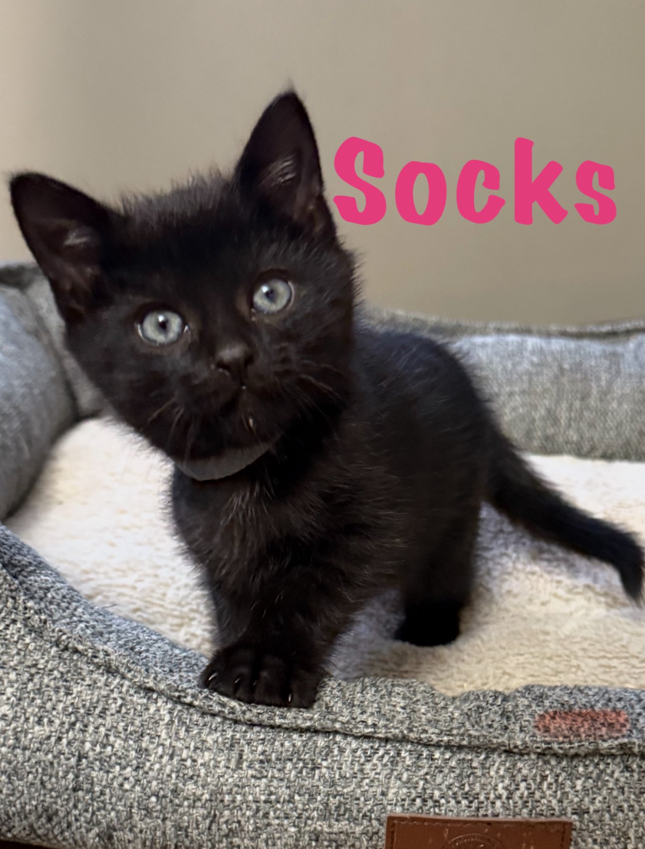 Socks Image