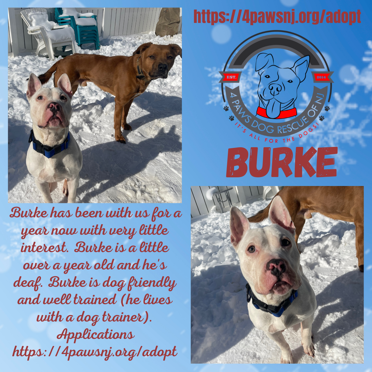 adoptable Dog in Newfield, NJ named Burke