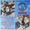 adoptable Dog in  named Burke