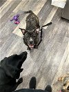 adoptable Dog in newfield, NJ named Zeena