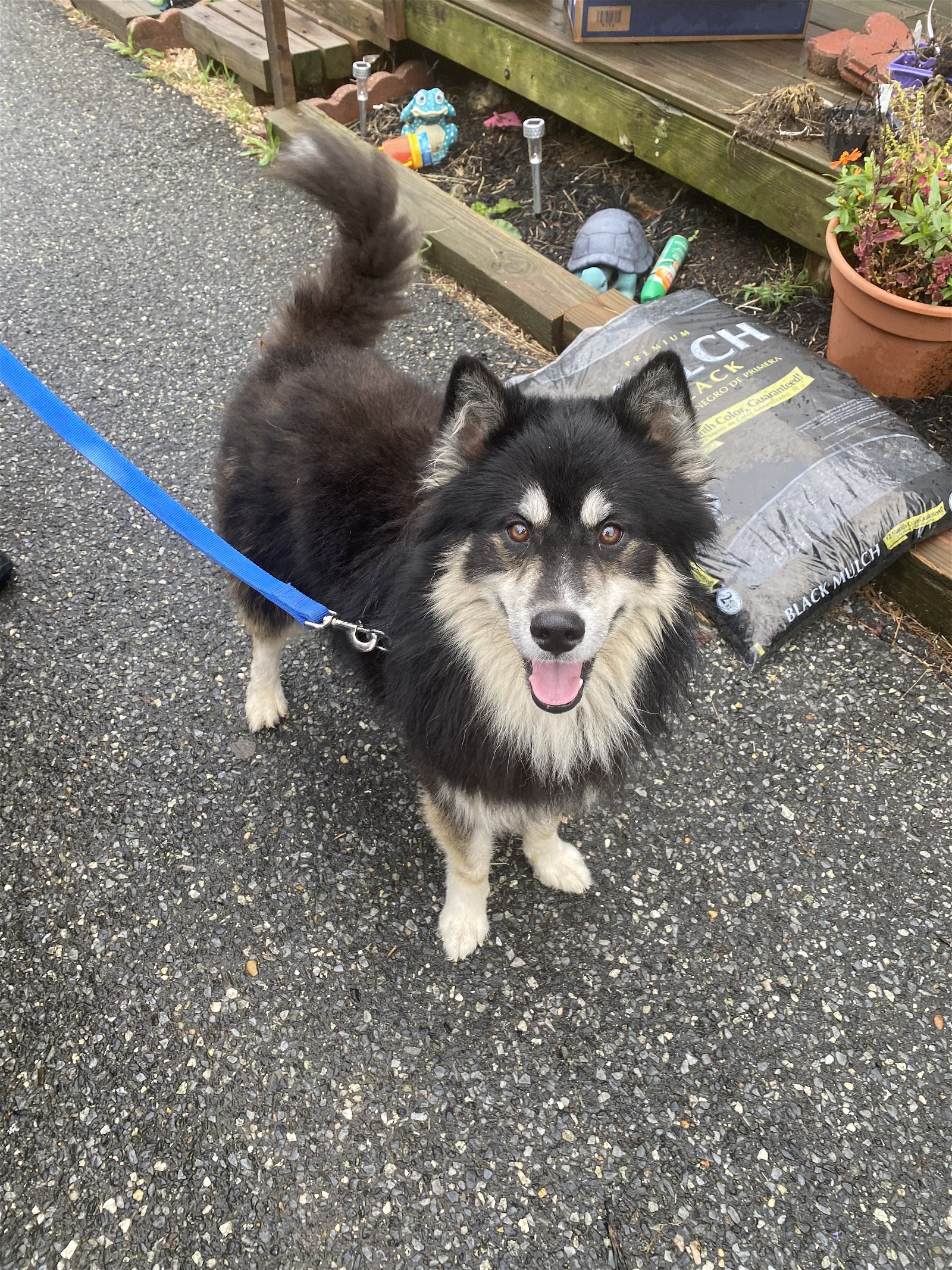 adoptable Dog in Newfield, NJ named Koda