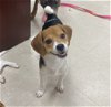 adoptable Dog in , NJ named Kai