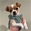 adoptable Dog in newfield, NJ named Vada