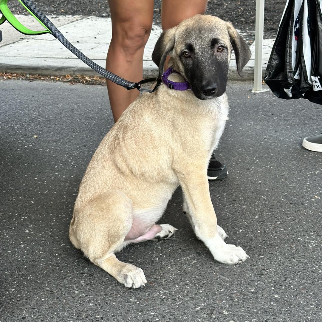 adoptable Dog in Newfield, NJ named Littlefoot