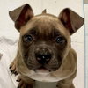 Pugsley - Photo 1