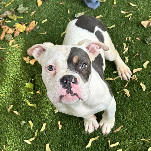 SWOOP - Bulldog available for adoption