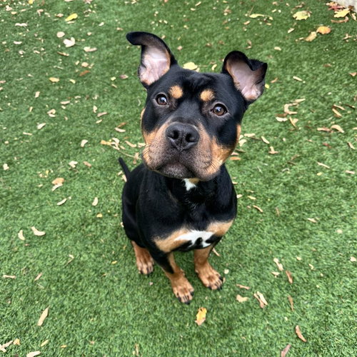 BERT - Unknown available for adoption
