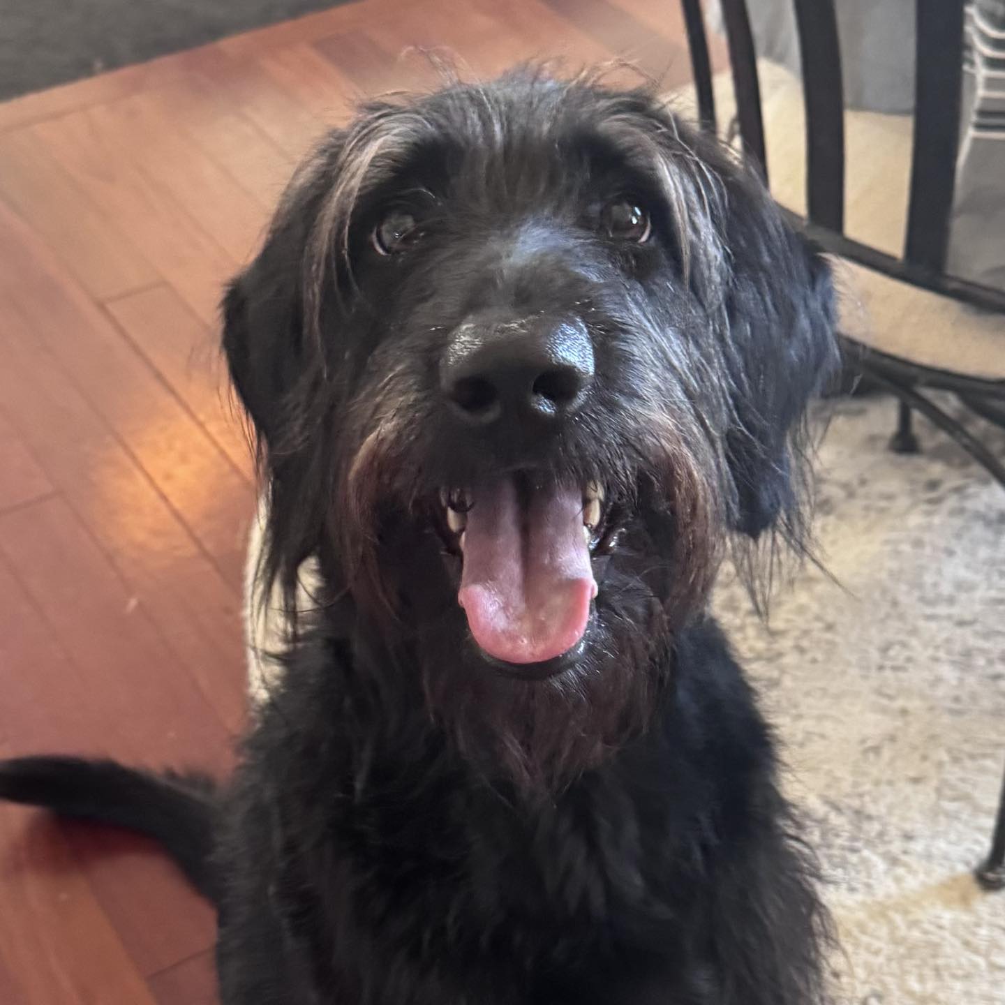 Roxie Image