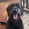 Roxie - Photo 1