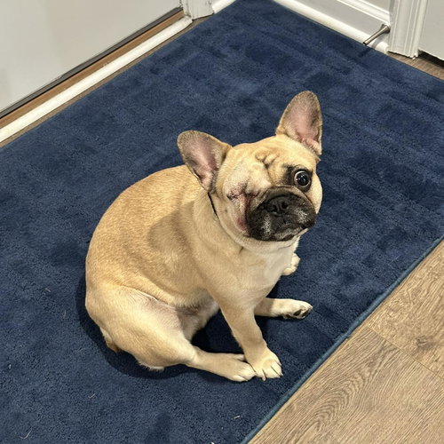 WINK - French Bulldog available for adoption