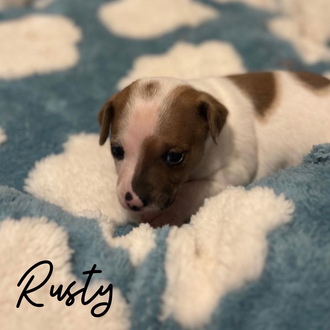 Rusty Image