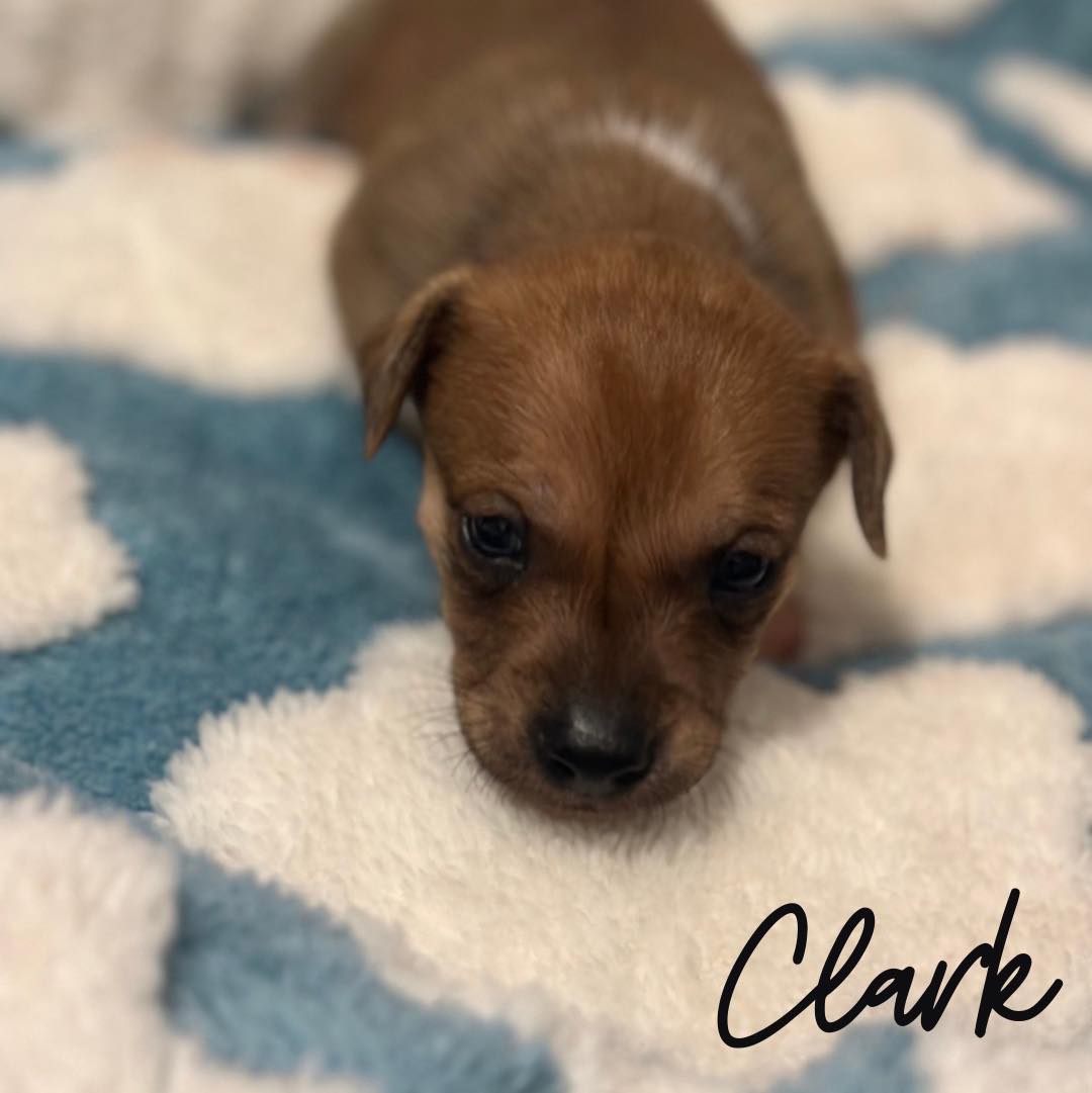Clark Image