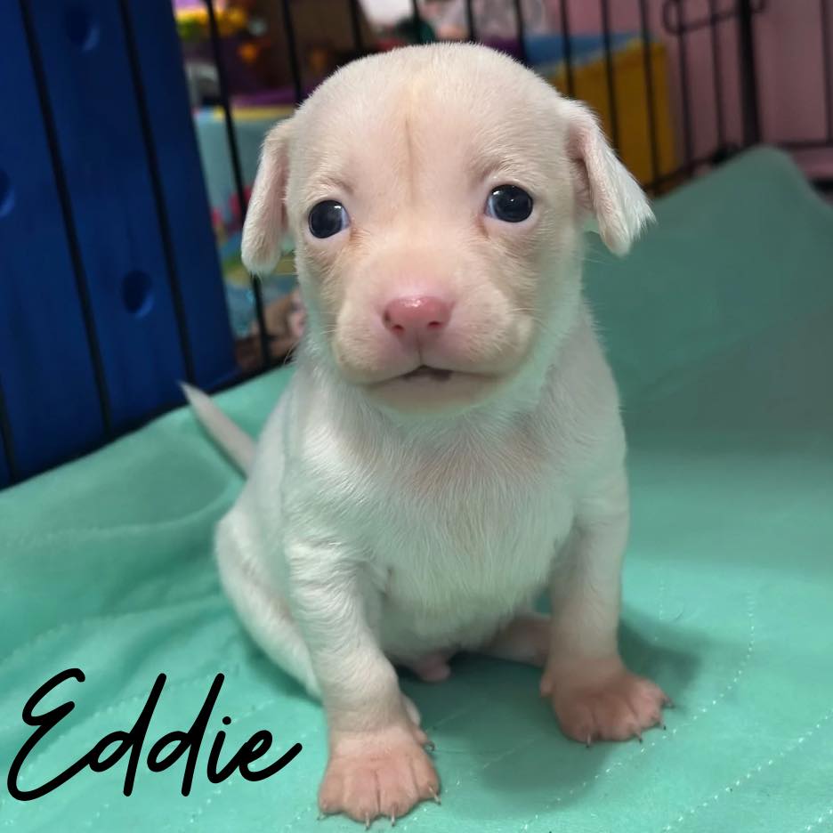 Eddie Image