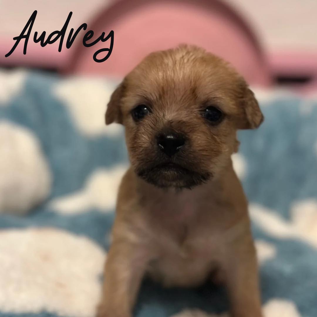 Audrey Image