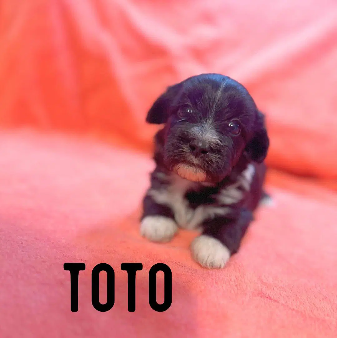 Toto - Shih Tzu