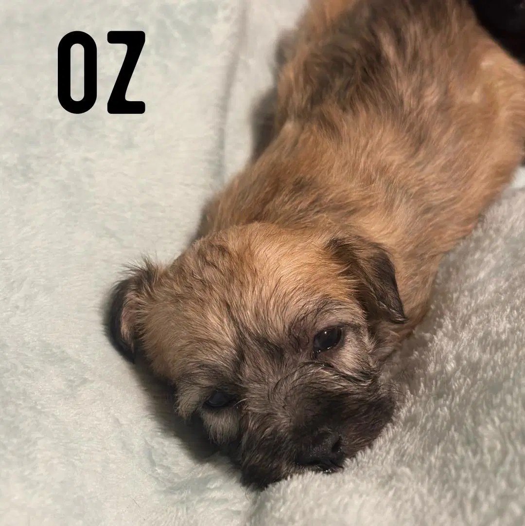 Oz - Shih Tzu