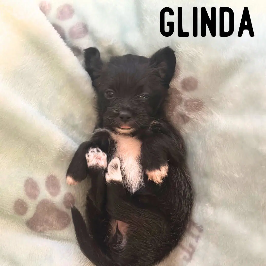Glinda - Shih Tzu