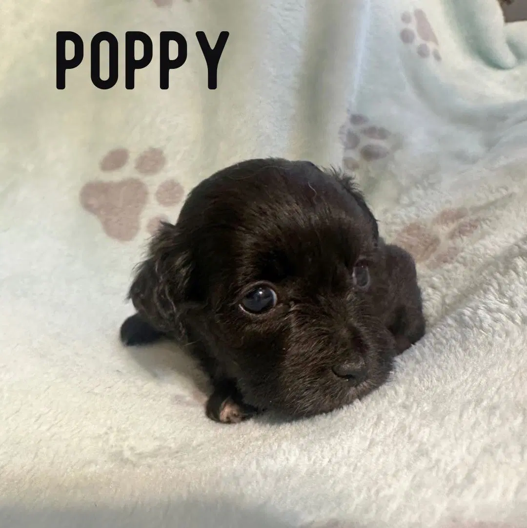 Poppy image 1