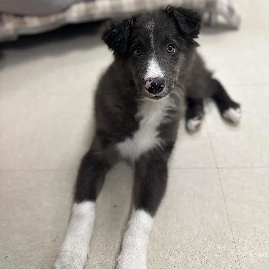 Miller - Border Collie