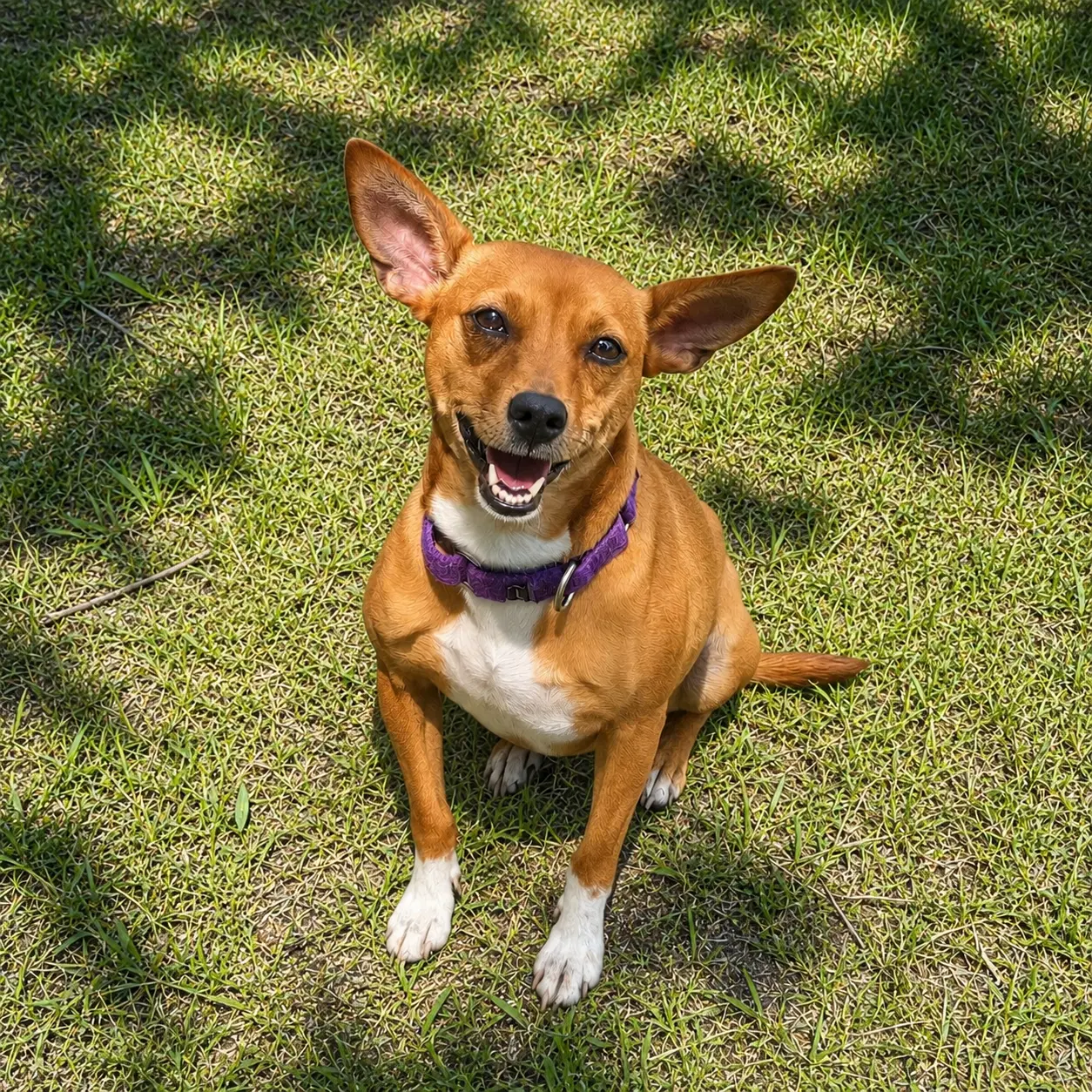 Ellen - Chihuahua