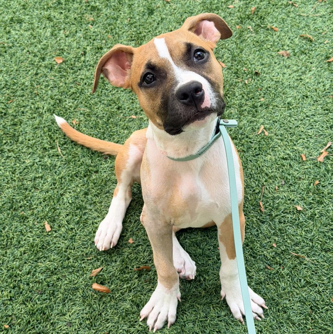 Dilly - Boxer