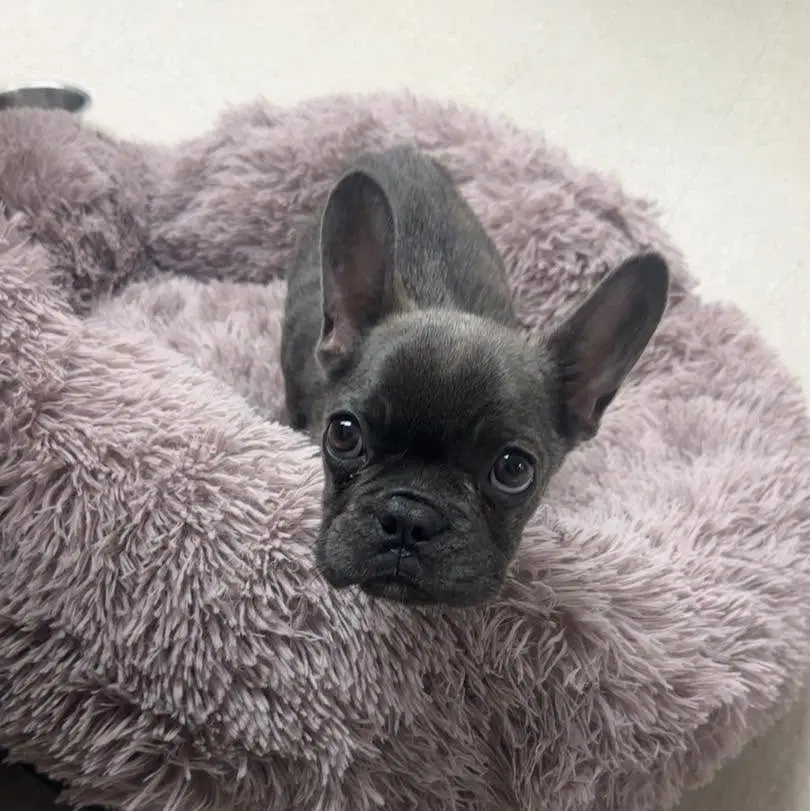 Beckham - French Bulldog