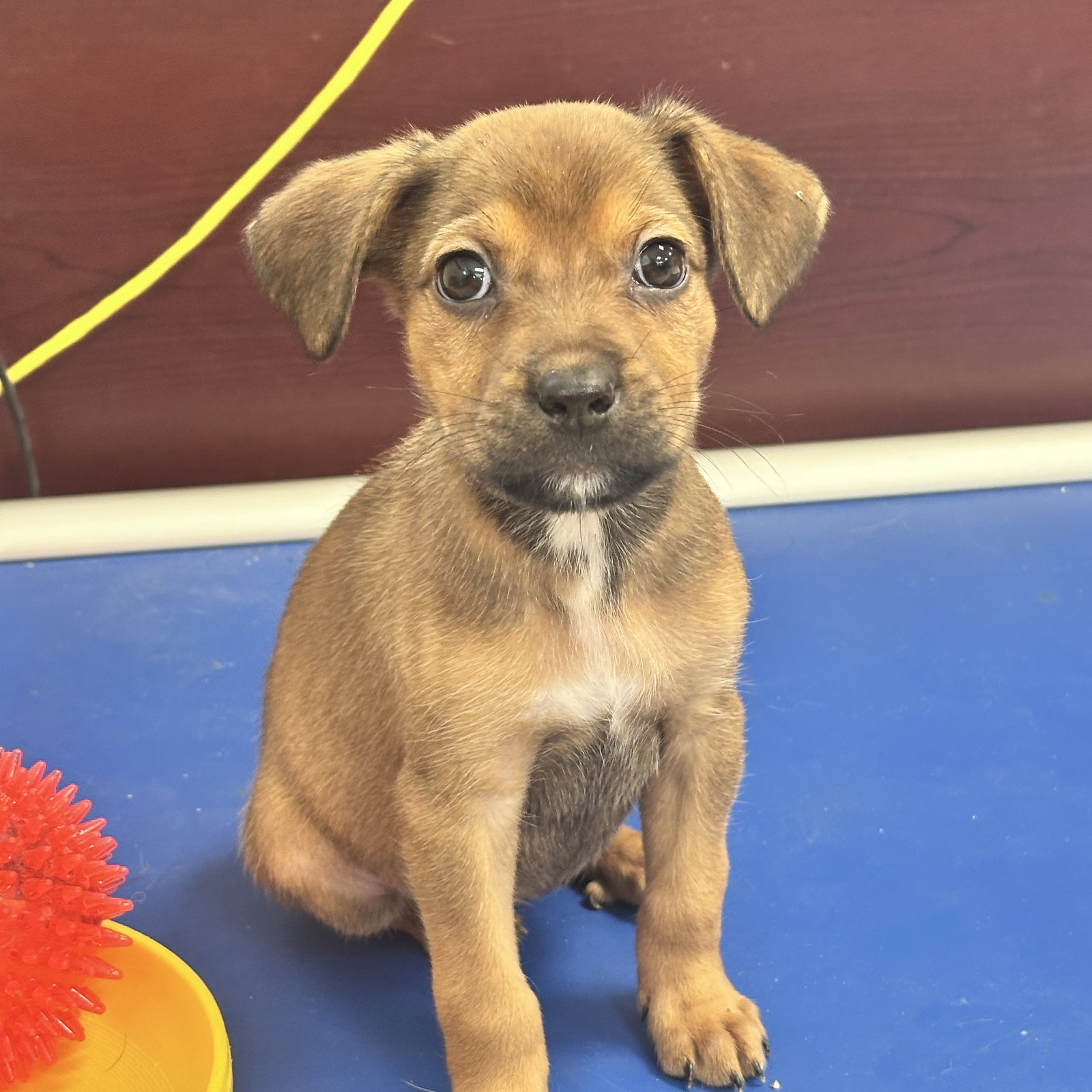 Dolly, Mixed Breed