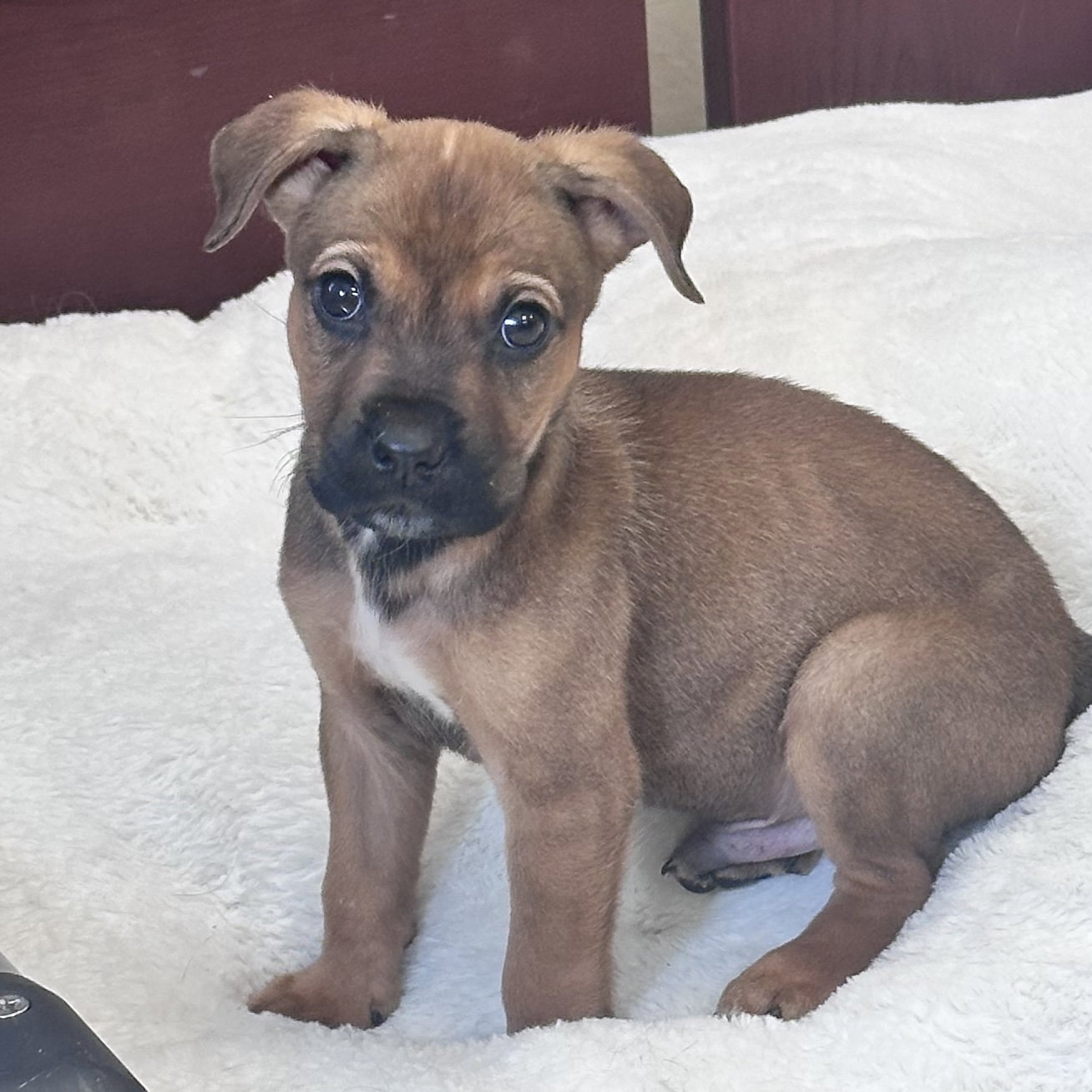 Carl, Mixed Breed