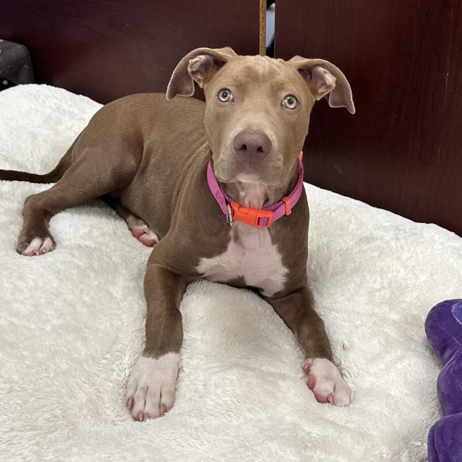 Sadie, American Pit Bull Terrier