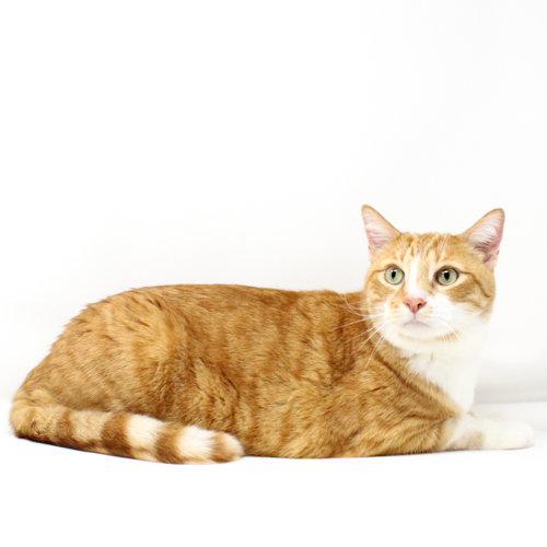 Olli, an adoptable Domestic Short Hair in Florence, AZ