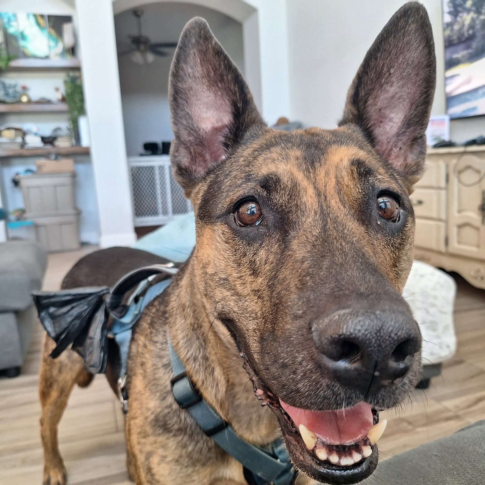 Xerxes, German Shepherd Dog