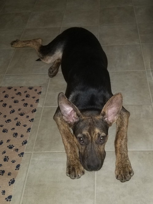 Xerxes, photo 3