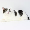 Achillies - Photo 1