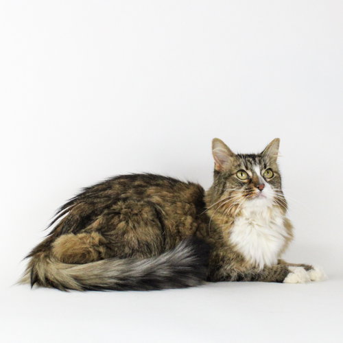 Nymphadora Tonks Image